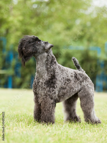 Portrait of purebred Kerry Blue Terrier dog on the green backgro photo