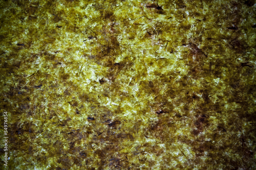 Dried seaweed background
