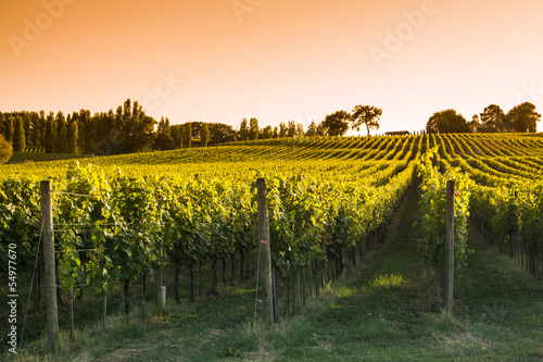 Fotografie Viticoltura