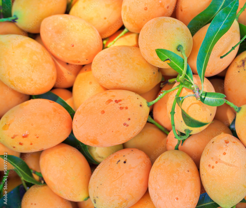  Maprang Marian Plum or Plum Mango of Thailand