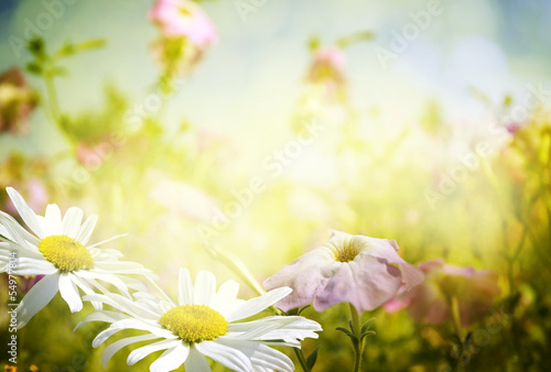 Fototapeta Naklejka Na Ścianę i Meble -  flowers