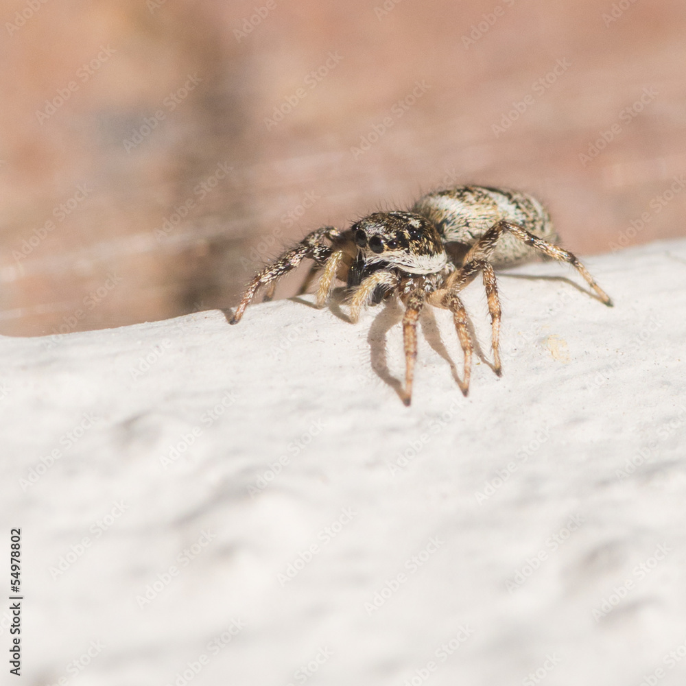 Salticus Scenicus Salticus Scenicus
