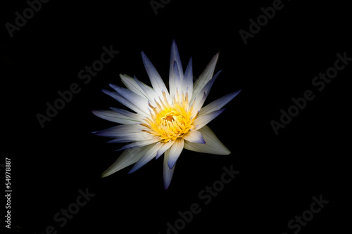 Quadro em tela Water lilly