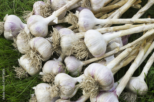 A pile of ripe garlic