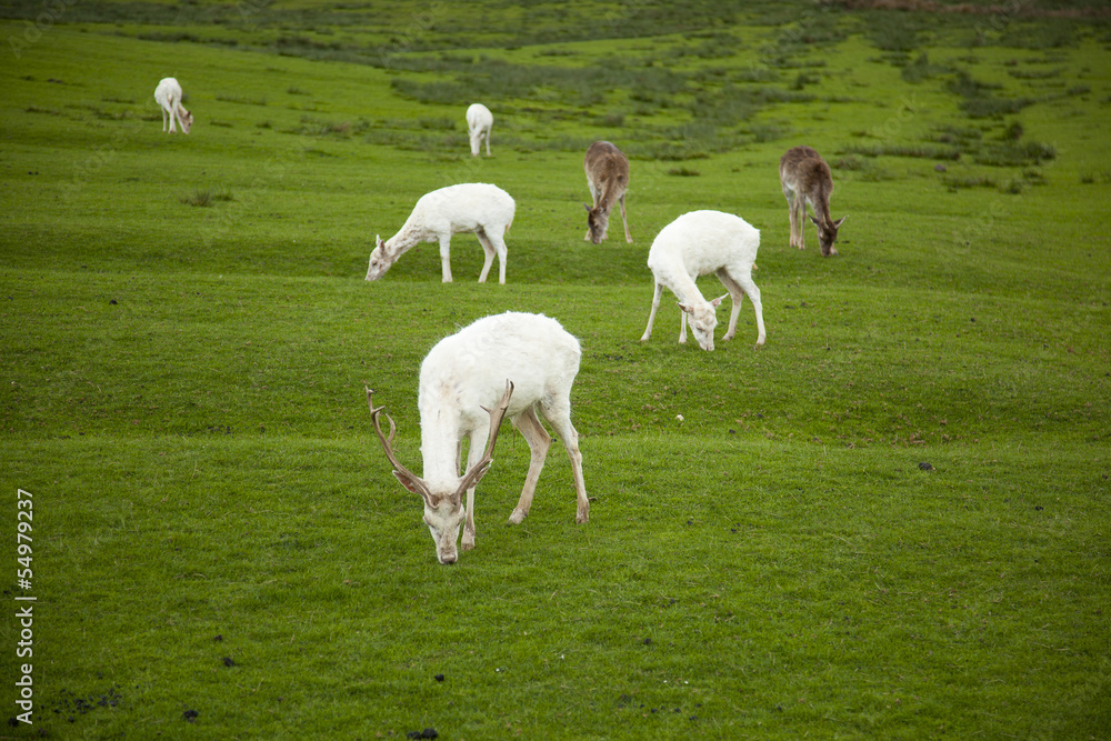 Obraz premium animaux en liberté