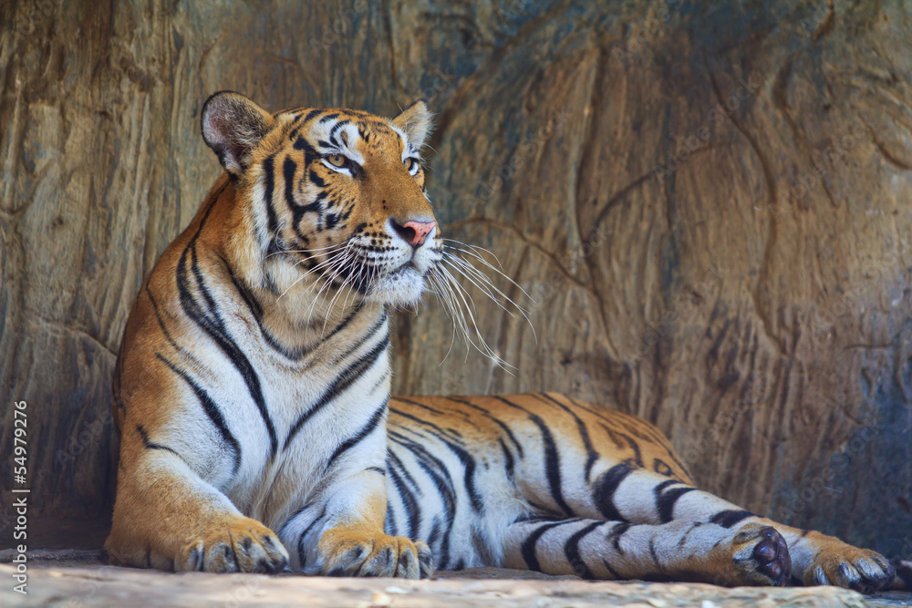 Fototapeta premium Tiger