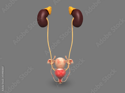 Принти на полотні Female Urinary System