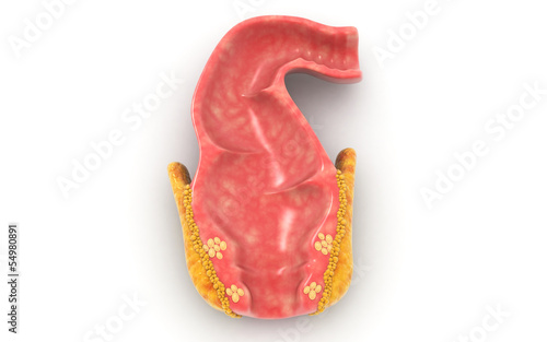 3d Human rectum isolated on white background