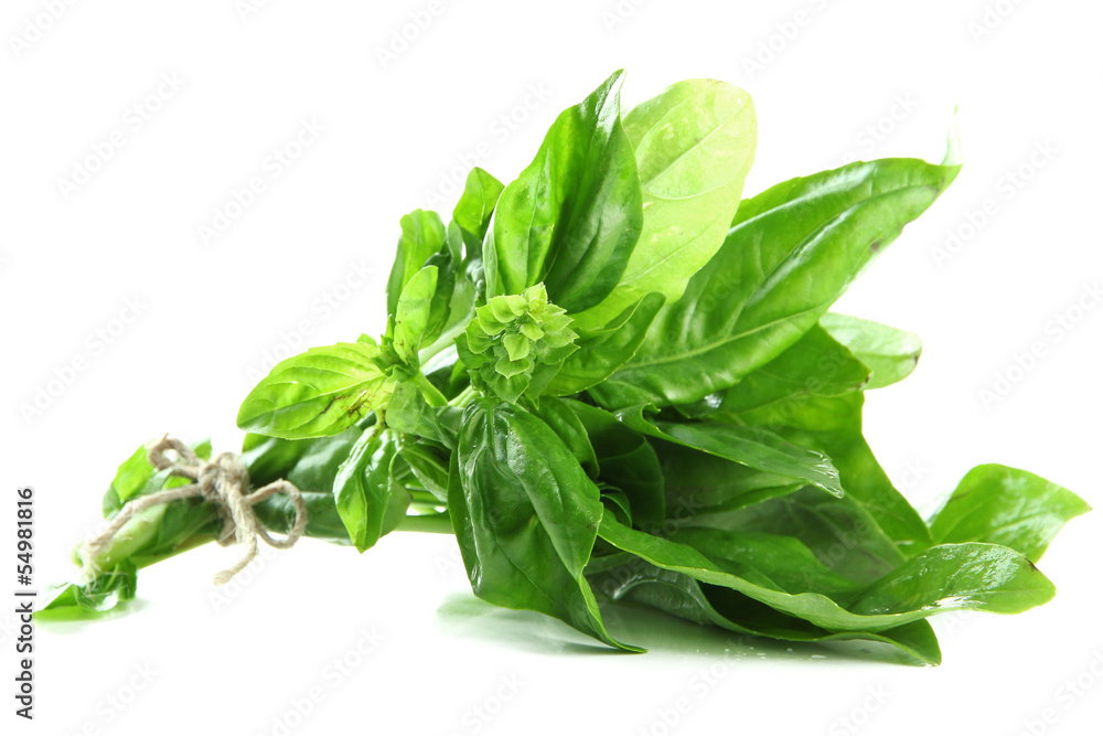 Fresh basil, isolated on white Fresh basil, isolated on white