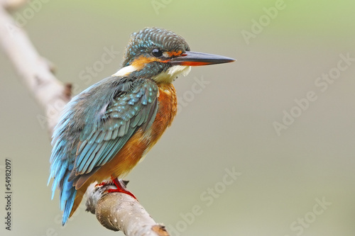 female Common Kingfisher