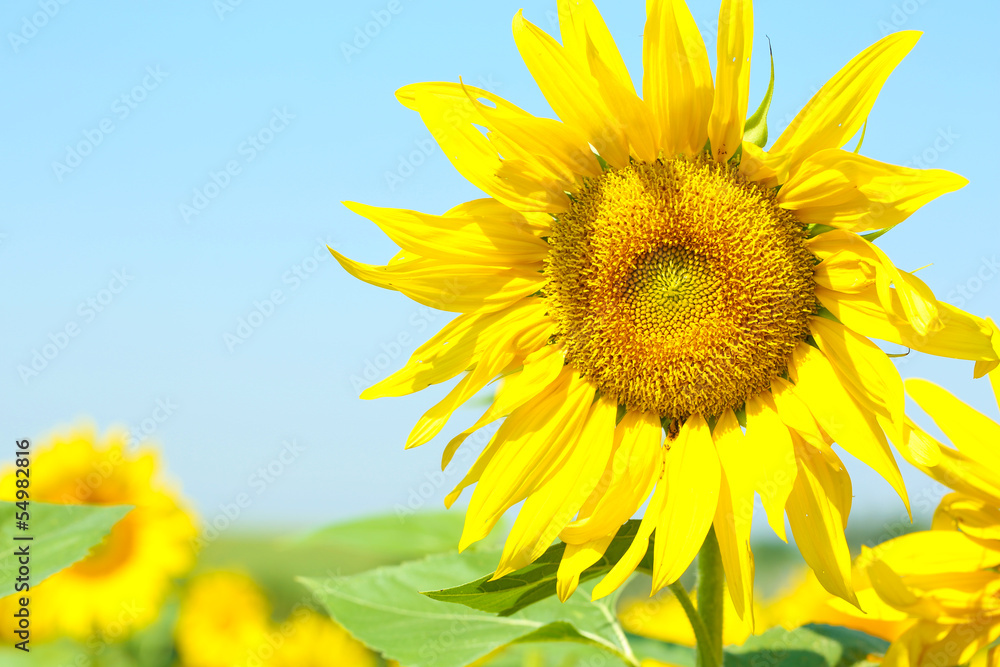 Fototapeta premium Beautiful sunflower in the field, close up