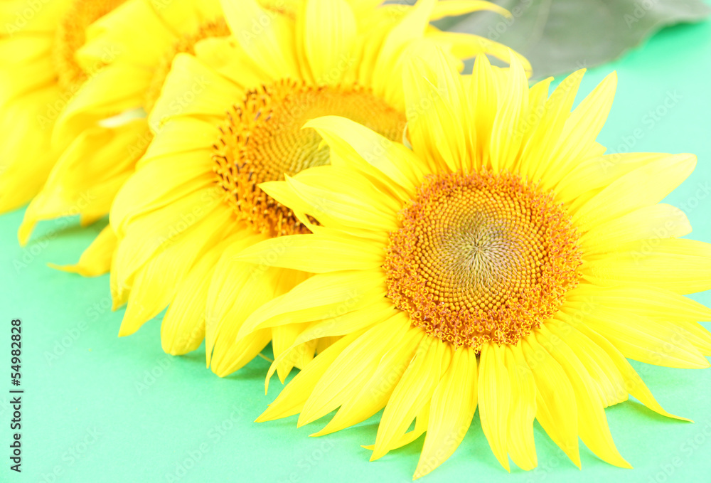 Fototapeta premium Beautiful sunflowers on color background