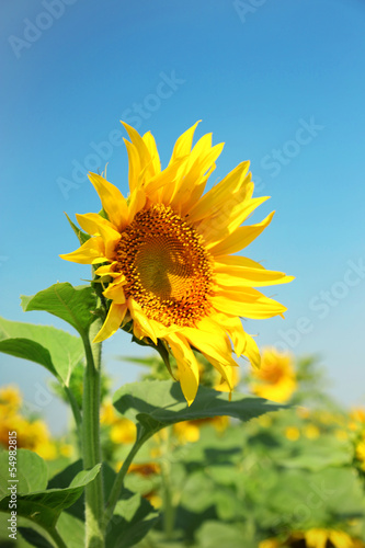 Fototapeta Naklejka Na Ścianę i Meble -  Beautiful sunflower in the field, close up