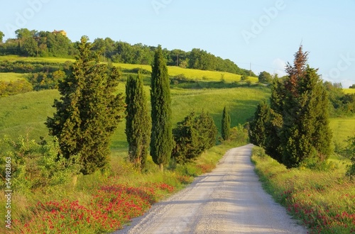 Toskana Zypressen mit Weg - Tuscany cypress trees with track 15