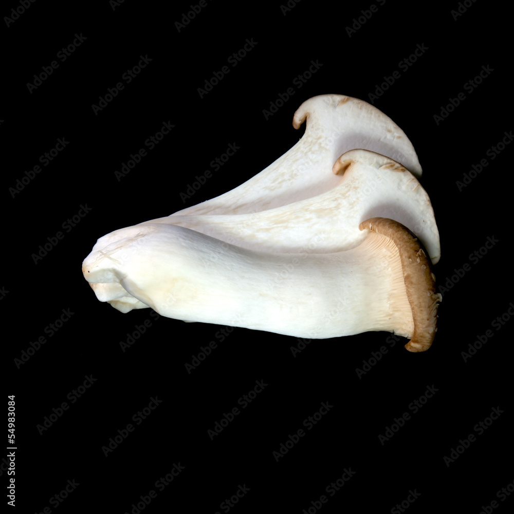 king oyster mushrooms (pleurotus eryngii) king oyster mushrooms (pleurotus eryngii)