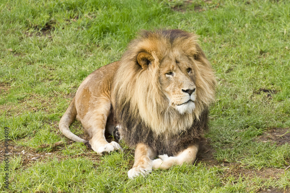 Obraz premium Male lion lying
