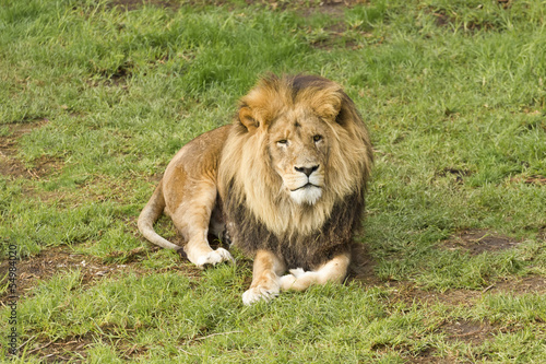 Male lion lying