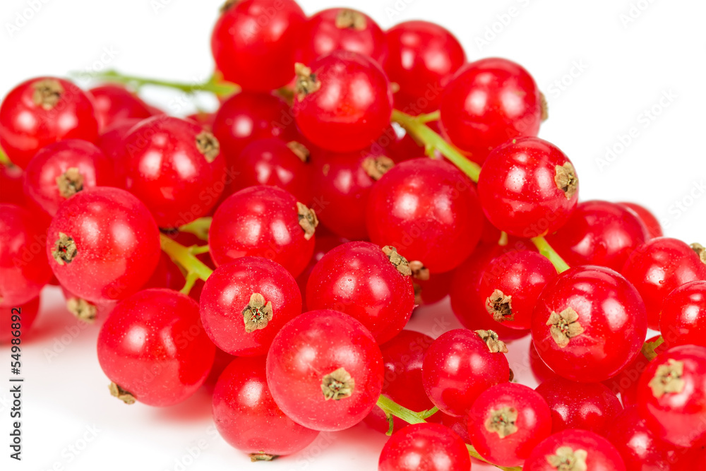 Sprig of red currant