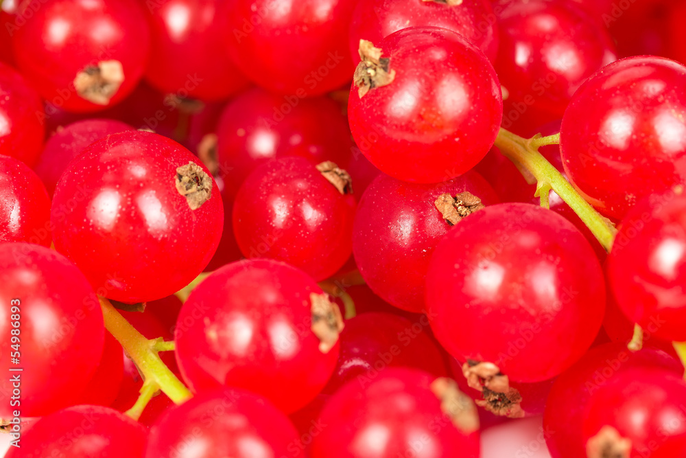 Red currant as texture Red currant as texture