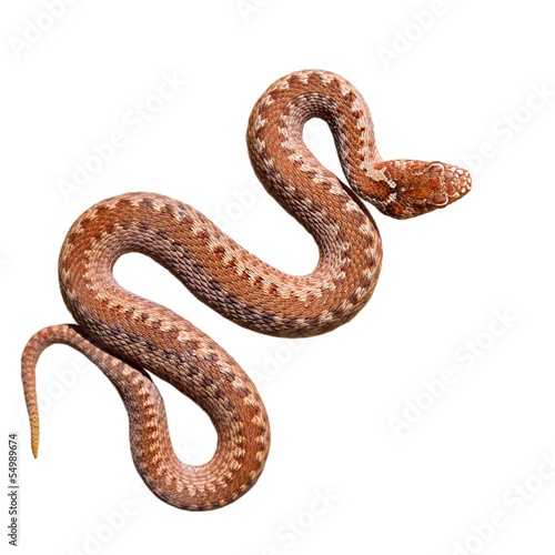 Fotografie, Obraz Common zmije had na bílém