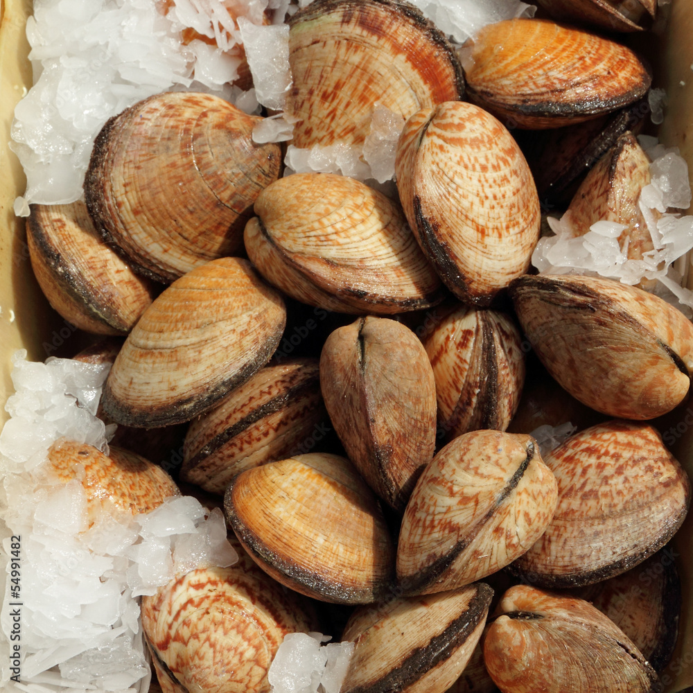 edible clams on belgian fish market, Brussels edible clams on belgian fish market, Brussels