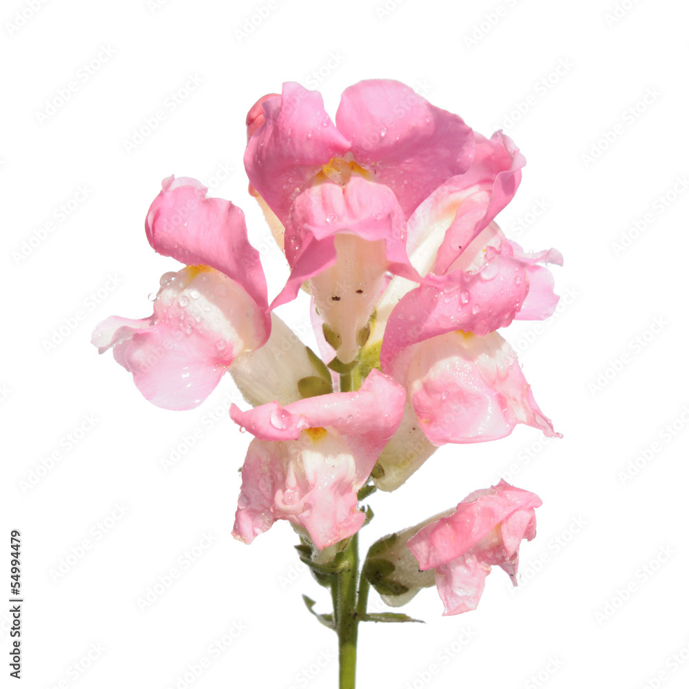 Plakat Pink garden snapdragon isolated on white