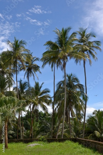 Wallpaper Mural GUYANE : VEGATATION TROPICALE Torontodigital.ca