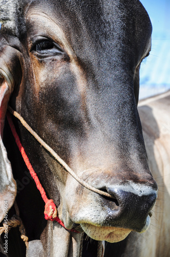 Brahman Cattle face details (Bos indicus).