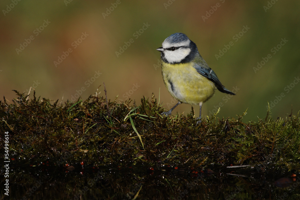 Fototapeta premium Blue tit, Parus caeruleus