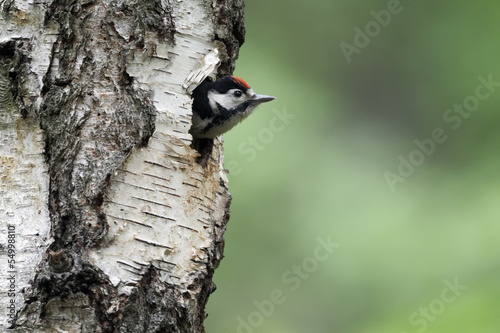 Great-spotted woodpecker, Dendrocopos major, 