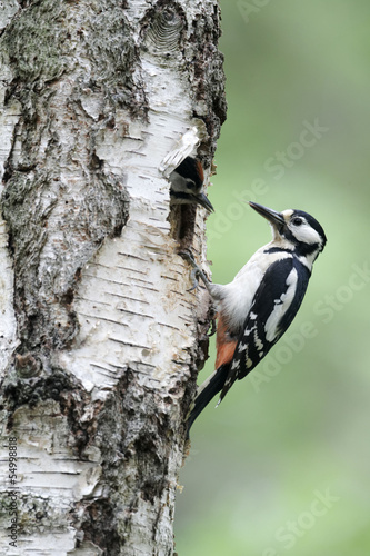 Great-spotted woodpecker, Dendrocopos major,