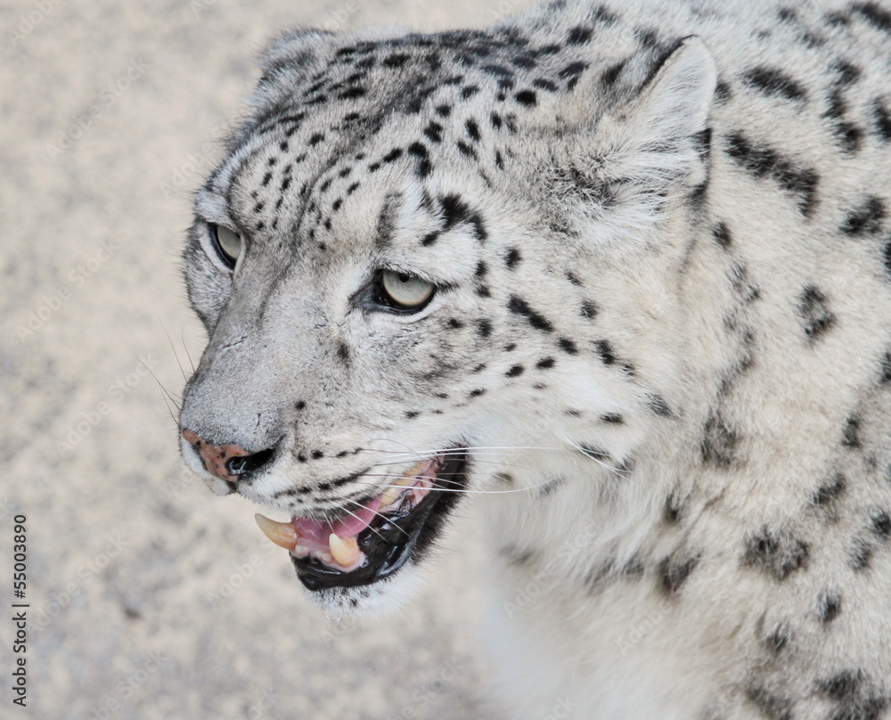 Obraz premium Snow leopard's portrait