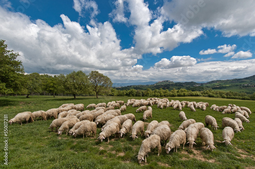 A flock of sheep grazes on a green field in Tuscany, Italy.