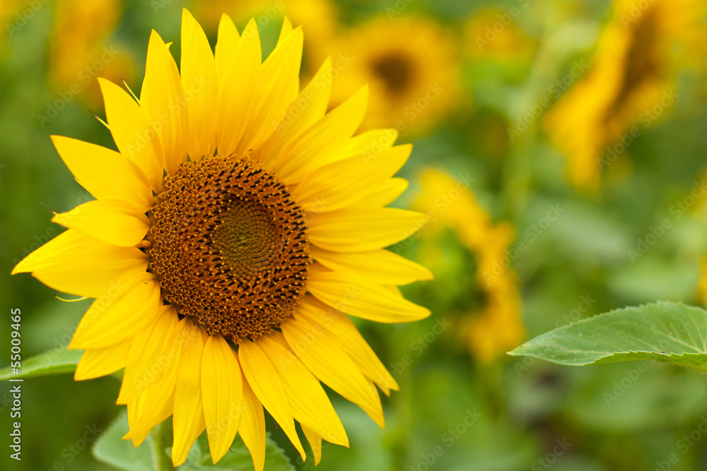 Obraz premium Bouquet of sunflowers