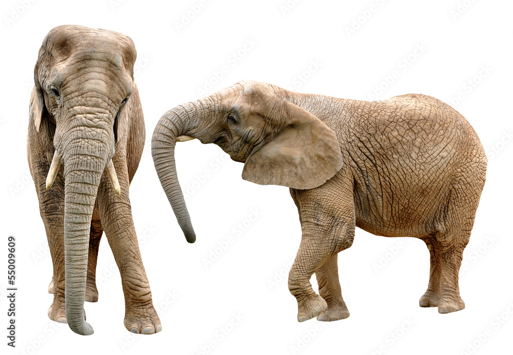 African elephants isolated on white