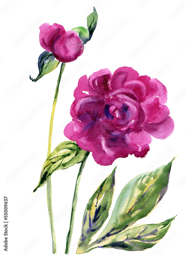 watercolor peony