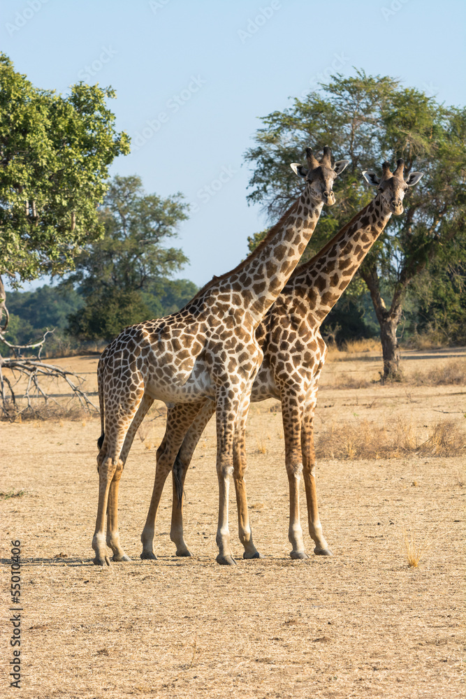 Obraz premium Two male Thornicroft (Rhodesian) giraffes