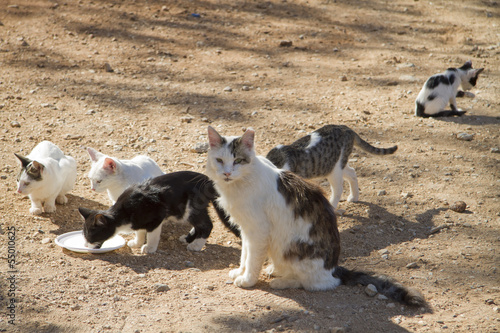 Photo portrait of a cat colony