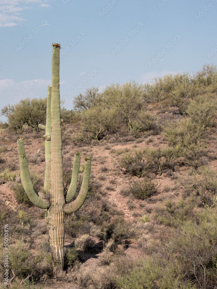 Desert Landscape with Saguaro Cactus