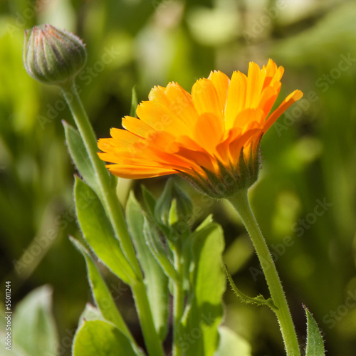 Ringelblume - healing plant - Calendula