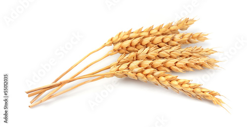 wheat isolated