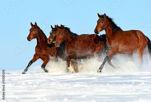 Horse © kyslynskyy