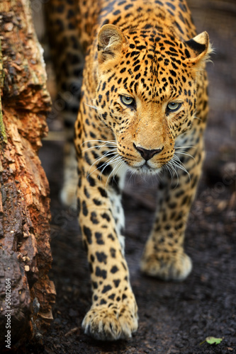 Portrait of a leopard © kyslynskyy