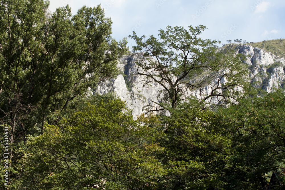 Mountain ridge seen thru thick forest Mountain ridge seen thru thick forest