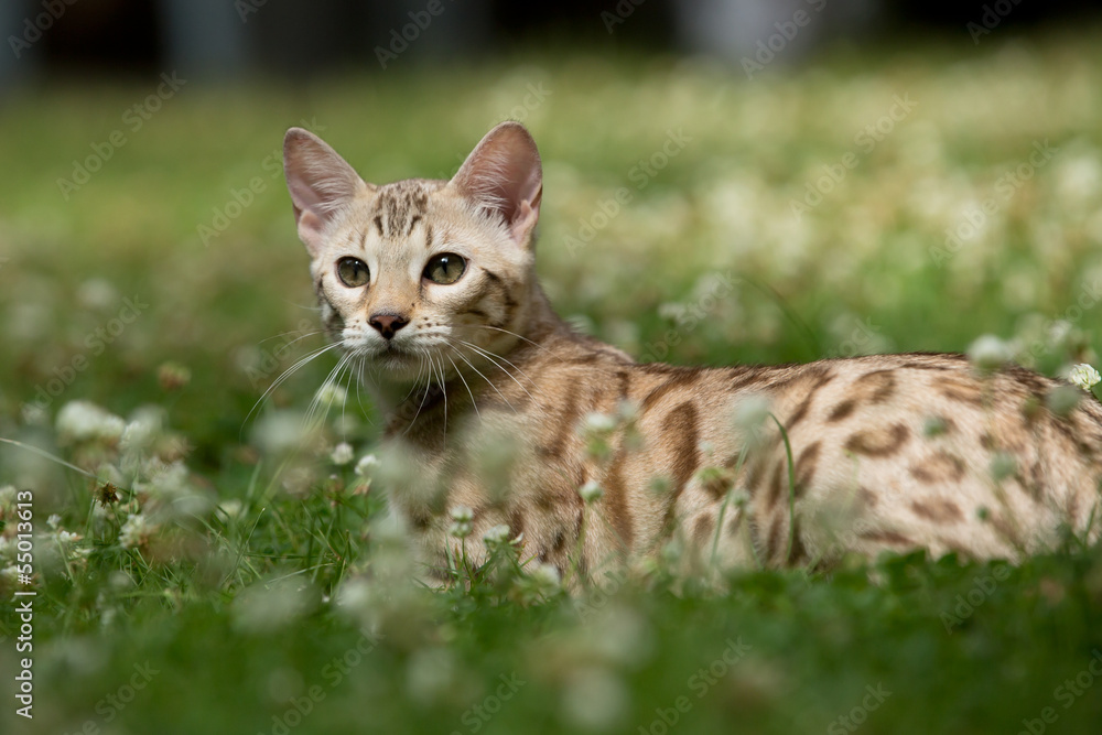 Snow Bengale liegt im Gras