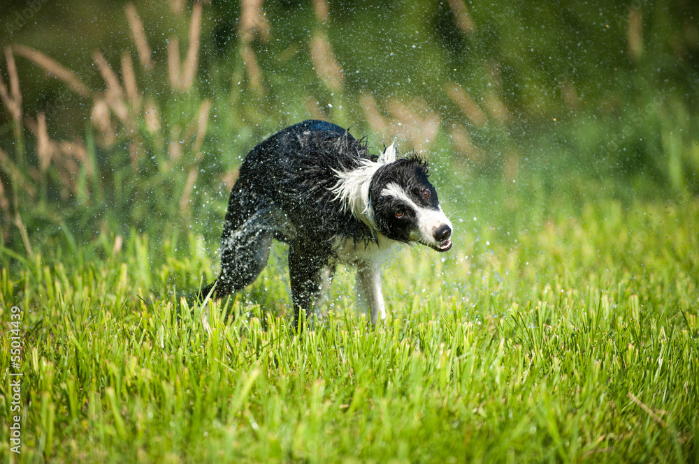 Hund schüttelt sich Hund schüttelt sich