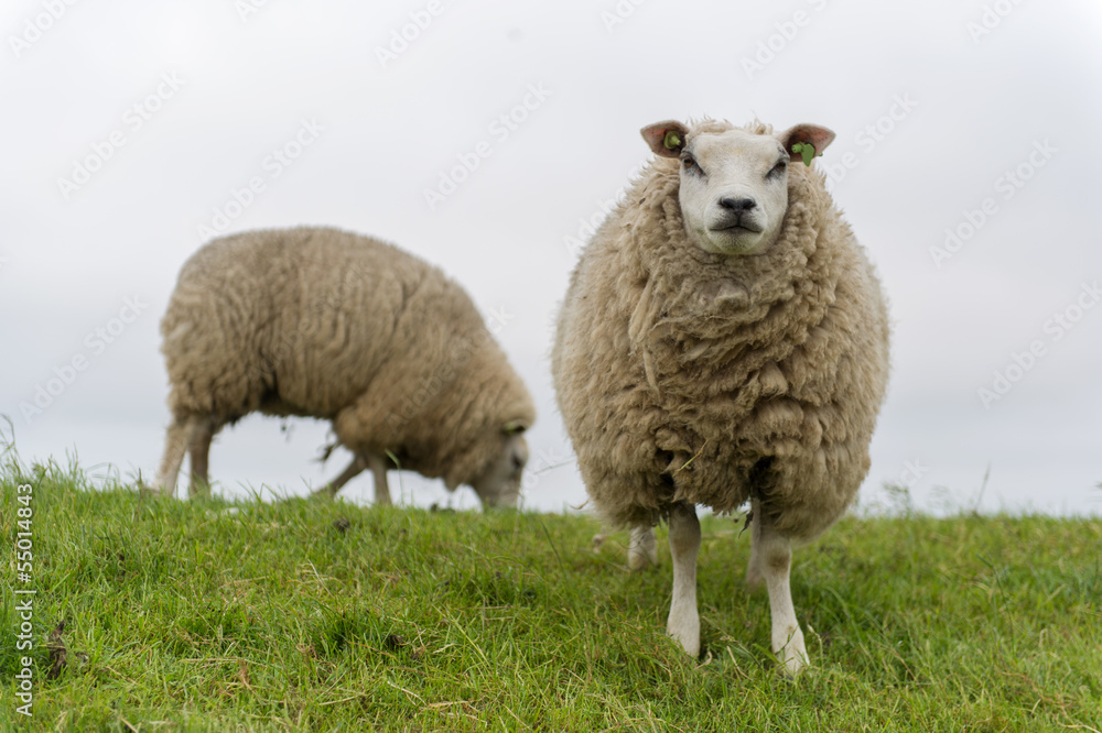 Naklejka premium Texel sheep at Dutch wadden island