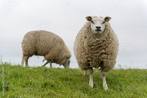 Texel sheep at Dutch wadden island © Ivonne Wierink