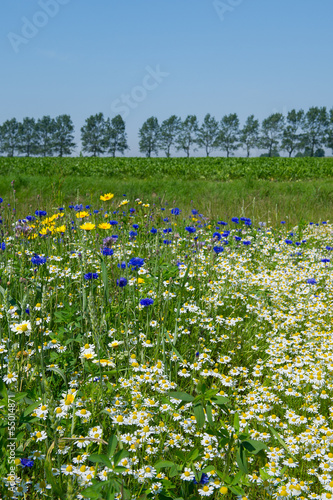 Colorful field with flowers