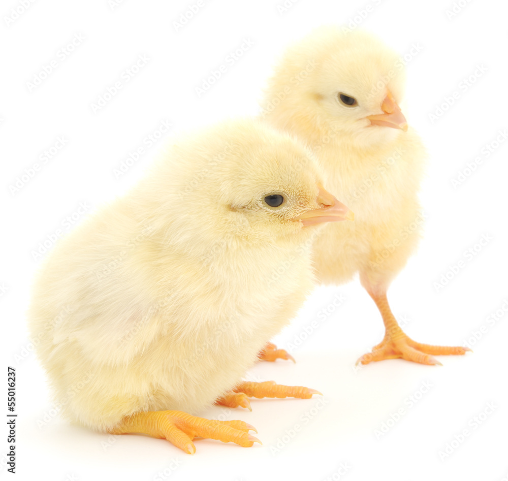 Obraz premium Dwa słodkie pisklęta na białym tle